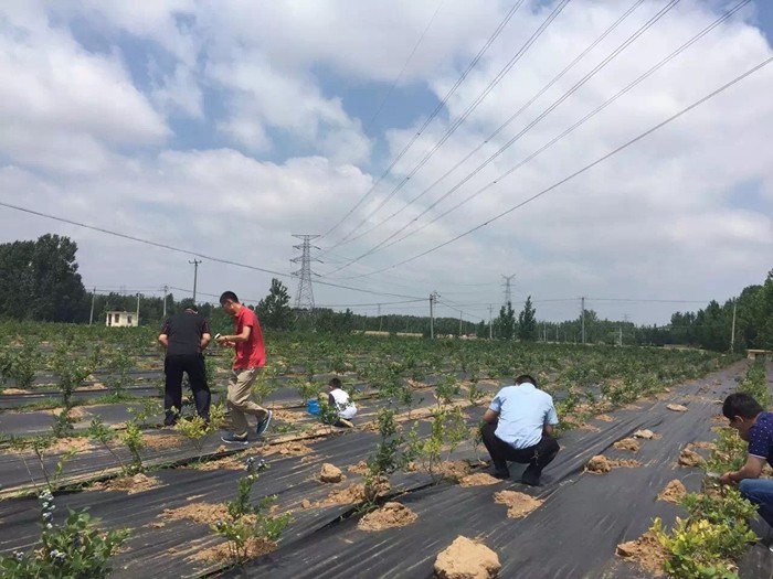 果园防草布