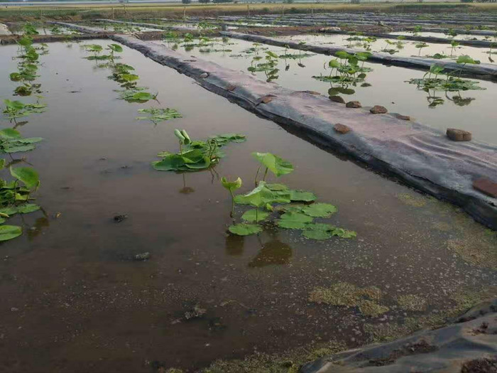 防渗膜之藕池防渗